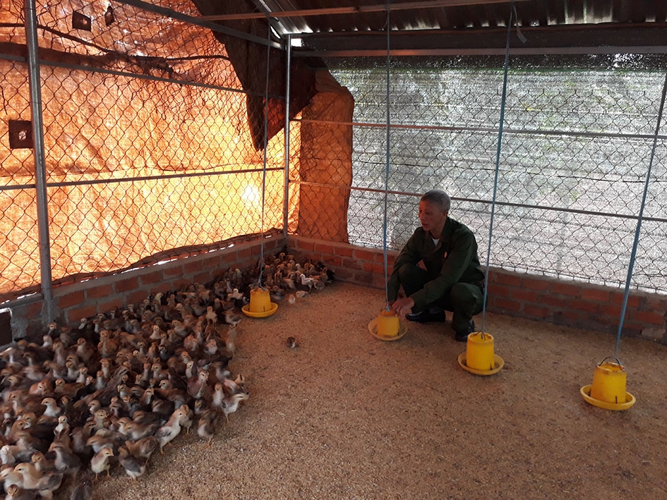 Ông Trần Văn Lạc đang chăm sóc đàn gà.