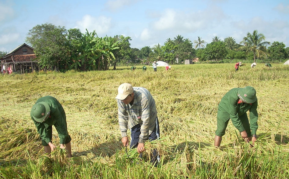 Cán bộ, chiến sĩ giúp bà con buôn Đrang Phốk thu hoạch lúa. 