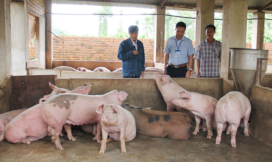 Cán bộ thú y kiểm tra một trang trại chăn nuôi heo trên địa bàn Khánh Xuân, TP. Buôn Ma Thuột.  