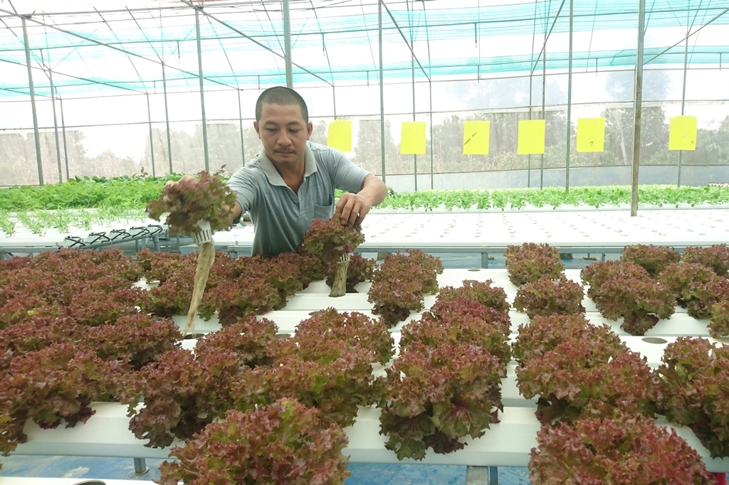 Nông nghiệp công nghệ cao là lĩnh vực tỉnh Đắk Lắk ưu tiên mời gọi đầu tư. Trong ảnh: Mô hình trồng rau thủy canh tại phường Ea Tam, TP. Buôn Ma Thuột