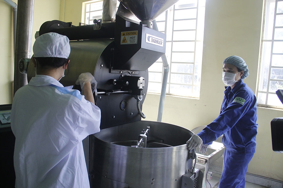 Rang xay cà phê xuất khẩu tại xưởng chế biến của Công ty Cổ phần Đầu tư và Phát triển An Thái.  