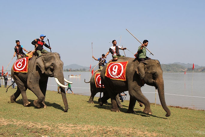 Lễ hội đua voi ở huyện Lắk trong khuôn khổ Lễ hội Cà phê Buôn Ma Thuột lần thứ 6 năm 2017.  