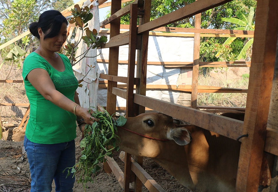 Chị Trần Thị Sin (thôn 10) chăm sóc con bò được hỗ trợ. 