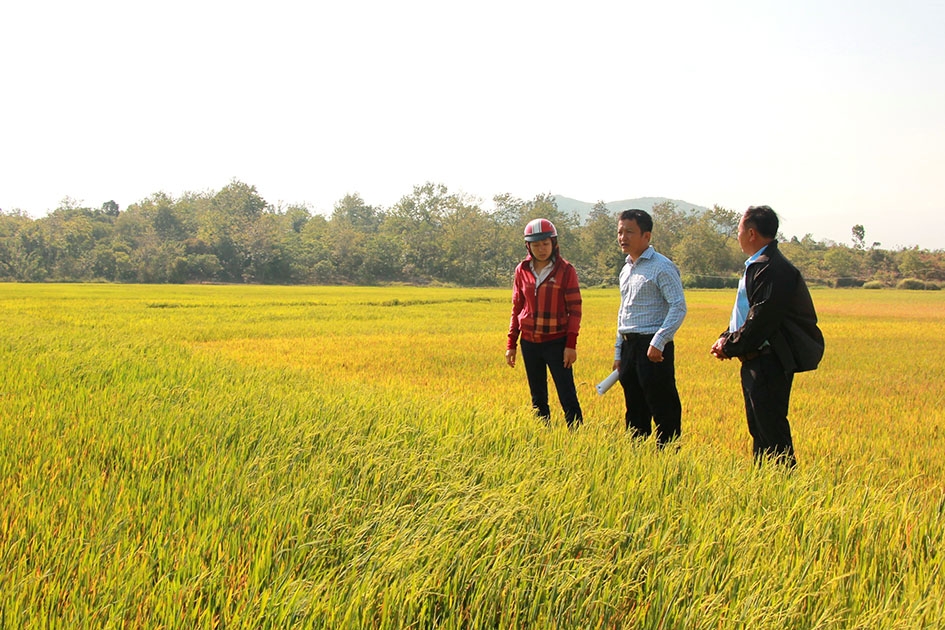 Cán bộ Phòng Nông nghiệp và Phát triển nông thôn huyện Cư Kuin (giữa) kiểm tra tình hình sản xuất ở cánh đồng thôn 5, xã Cư Êwi.