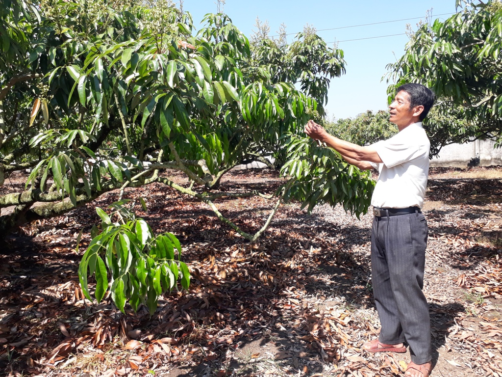 Ông Nguyễn Duy Tiên, thôn 12A (xã Ea Kly, huyện Krông Pắc) chăm sóc vườn vải.
