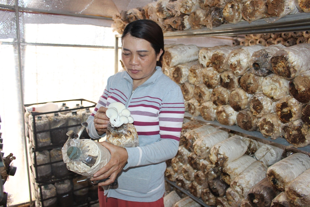 Bà Tô Thị Xuân ở thôn Độc Lập (xã Cư Kbô, huyện Krông Búk) kiểm tra nấm trước khi thu hoạch.