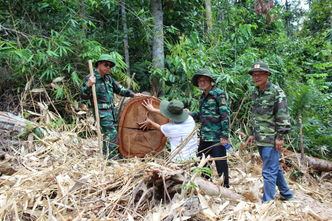 Lực lượng chức năng kiểm đếm số cây gỗ bị chặt hạ tại hiện trường.