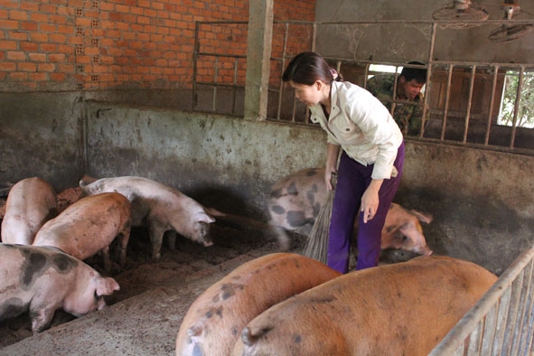 Nông dân huyện Cư Kuin vệ sinh chuồng trại để bảo vệ đàn heo của gia đình.