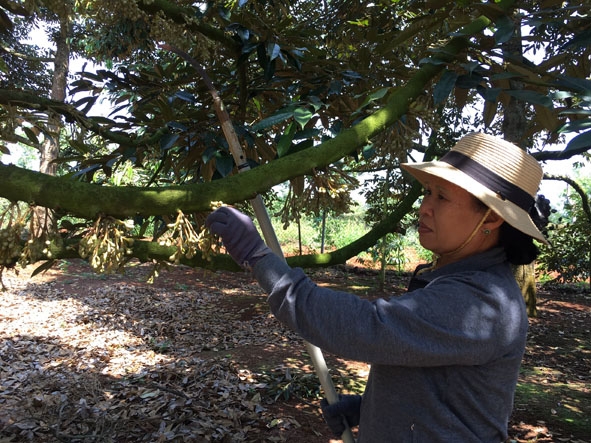 Bà Nguyễn Thị Sơn (thôn Phước Thành) chăm sóc vườn sầu riêng của gia đình.