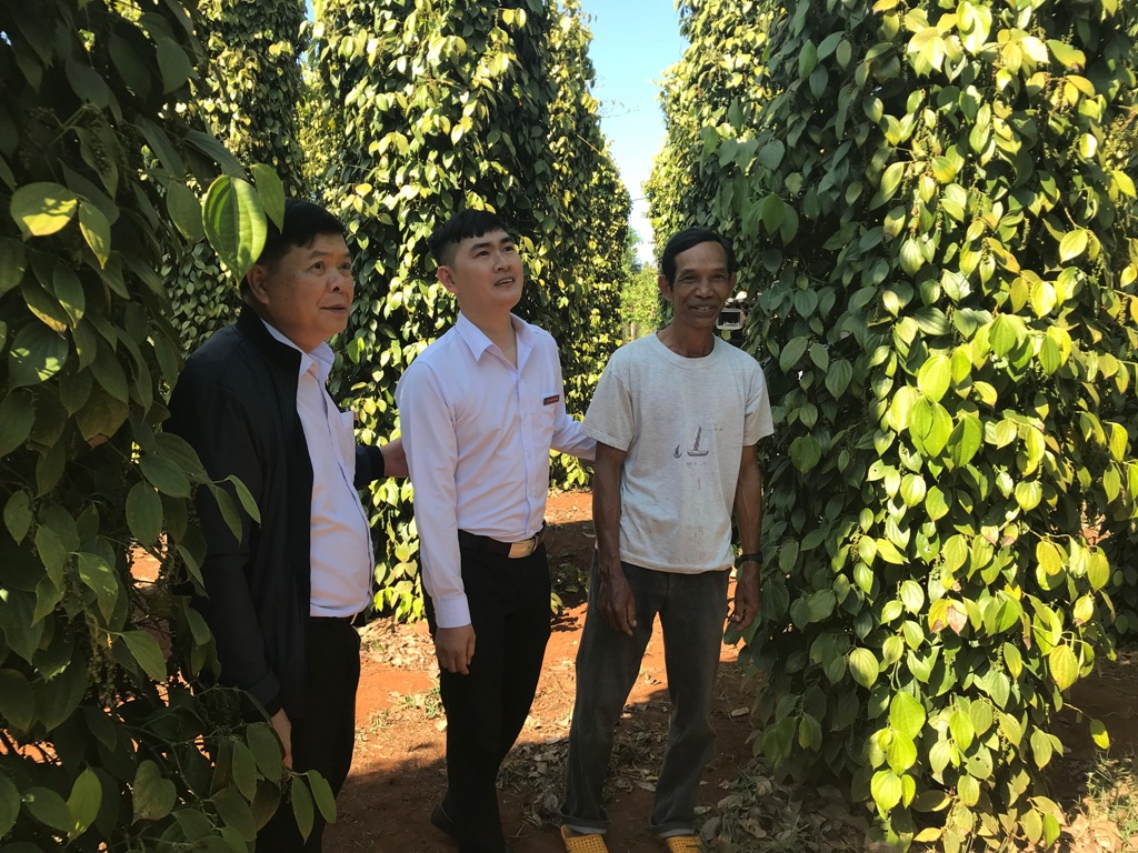 Cán bộ Agribank Đắk Lắk tìm hiểu tình hình sử dụng vốn của nông dân trồng tiêu tại huyện Cư Kuin