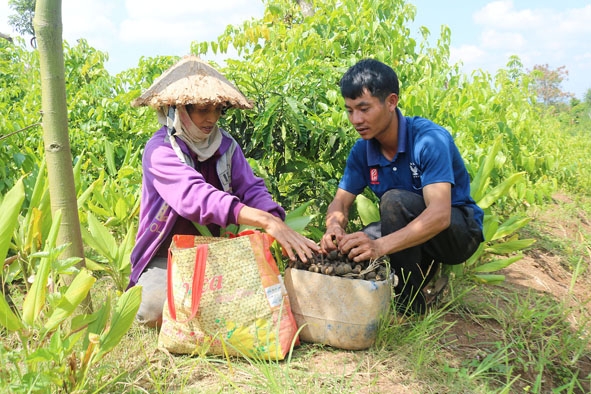 Người dân xã Cư Huê (huyện Ea Kar) thu hoạch sachi. 