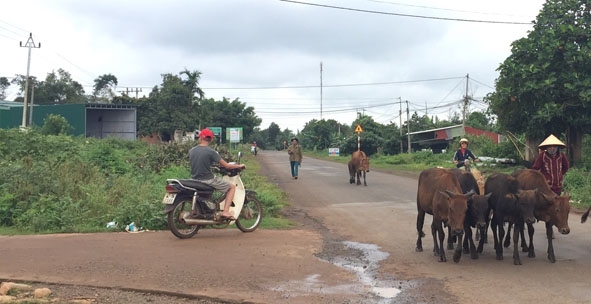 Gia súc thả rông trên đường gây cản trở giao thông tại xã Ea Tul (huyện Cư M'gar).    