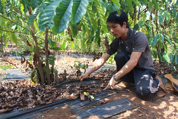 Mô hình tưới nhỏ giọt kết hợp làm màng phủ nylon cho vườn cà phê của anh Lê Quý (xã Dlie Yang, huyện Ea H'leo).