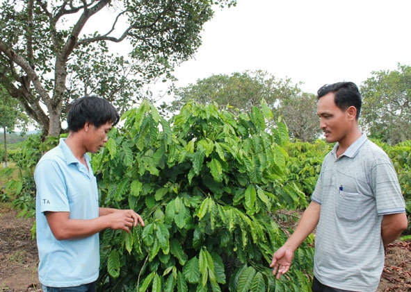 Hộ nghèo thôn 17, xã Cư Bông, huyện Ea Kar đầu tư chăm sóc cà phê từ nguồn vốn vay NHCSXH.