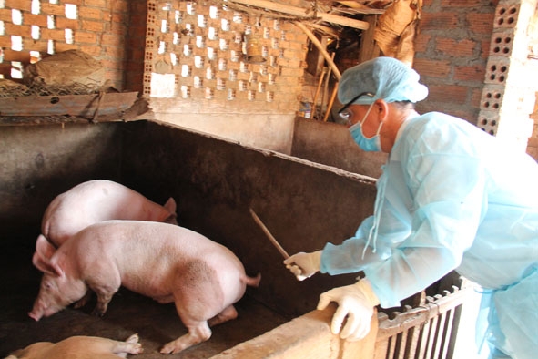Cán bộ Trạm Chăn nuôi và Thú y huyện Cư Kuin kiểm tra tình hình dịch bệnh ở xã Ea Hu. 