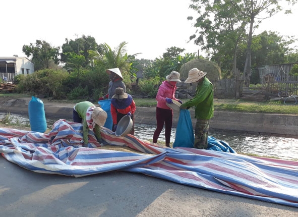 Gia đình chị Nguyễn Thị Tính (thôn 9, xã Ea Bung) vẫn chưa thể xuất bán lúa. 