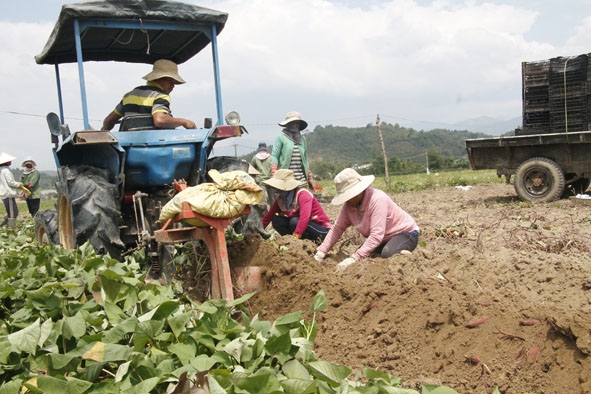 Gia đình anh Nguyễn Văn Cường (xã Đắk Nuê) thu hoạch khoai. 