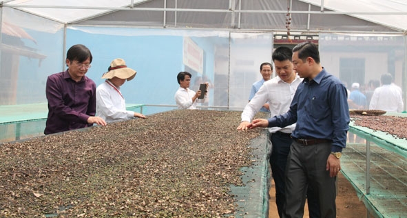 Khu vực phơi sấy sản phẩm hồ tiêu hữu cơ của nông hộ ở xã Cư Suê (huyện Cư M'gar).