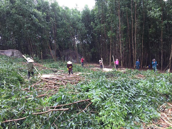 Người dân thôn 1, xã Cư Króa thu hoạch gỗ rừng trồng.