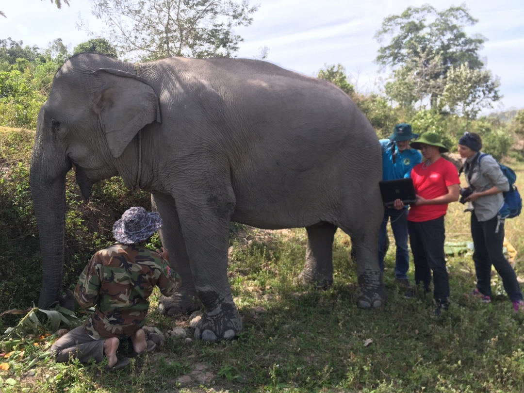 Cán bộ Trung tâm Bảo tồn voi và các chuyên gia nước ngoài đang siêu âm kiểm tra đường sinh sản cho một con voi cái ở huyện Lắk