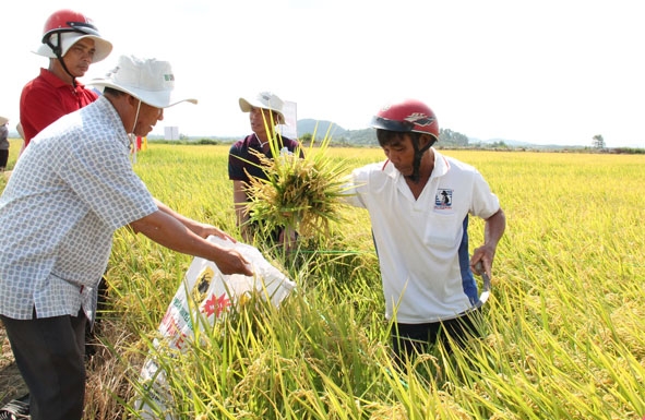 Nông dân gặt lúa để kiểm tra năng suất của mô hình. 