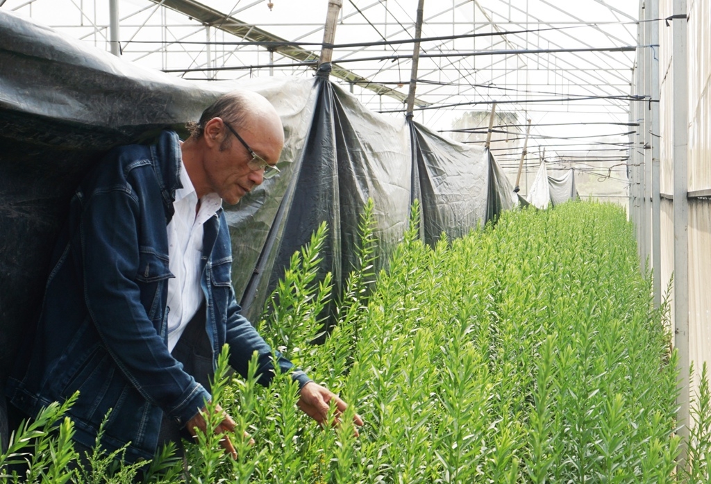Giám đốc  HTX Dịch vụ nông nghiệp Đức Thành Ngô Hữu Quang  thăm  vườn hoa trồng trong nhà kính. 