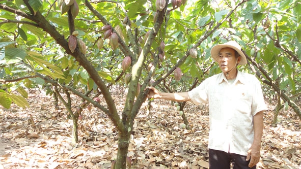 Cựu chiến binh Nguyễn Hữu Khiển, CCB ở thôn 6, xã Ea Huar (huyện Buôn Đôn)  làm giàu từ mô hình trồng ca cao.