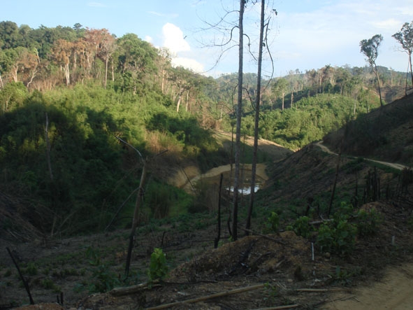 Một khoảnh rừng của Công ty TNHH MTV Lâm nghiệp Krông Bông bị chặt phá để lấy đất sản xuất.