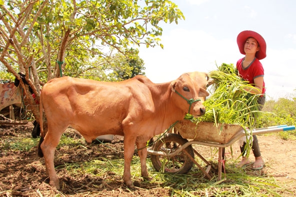 Gia đình chị H'Ngoh Niê ở buôn Ea Sar (xã Ea Sar, huyện Ea Kar) được hỗ trợ bò phát triển sản xuất. 