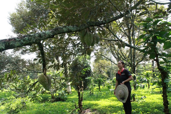 Vườn cà phê xen sầu riêng xanh tốt của hộ ông Đặng Văn Huy - thành viên Hợp tác xã. 