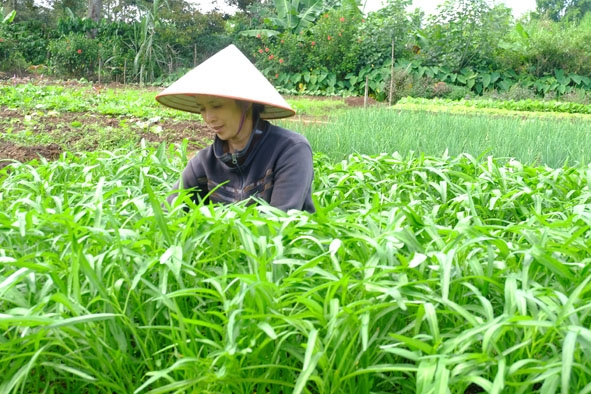 Mô hình trồng rau an toàn của gia đinh chị Trần Thị Thoa, tổ dân phố Tân Bình, phường  An Lạc. 
