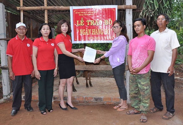 Đại diện Hội Chữ thập đỏ TP. Buôn Ma Thuột trao tặng bò cho hộ nghèo ở xã Ea Tu.    