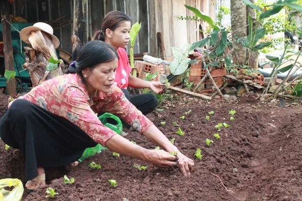 Bà H’Rôn Niê (xã Hòa Thắng) trồng rau trong vườn nhà.   