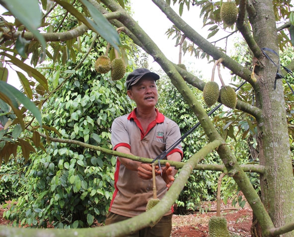 Vườn cây xen canh của anh Vương Thanh Ánh, xã Ea Ral, huyện Ea H’leo.