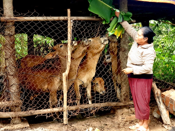 Đàn bò giúp gia đình bà H’ Lam thoát nghèo.   