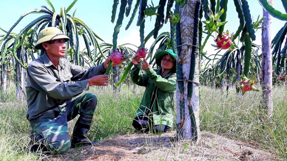Cựu chiến binh Vũ Văn Khanh (thôn 5B, xã Ea Ô, huyện Ea Kar) chăm sóc vườn thanh long ruột đỏ.  