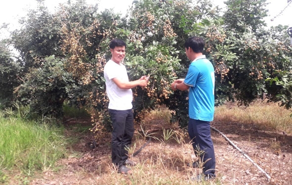 Anh Lê Văn Thanh (bên trái), Giám đốc HTX Vang Thanh Ea Súp hướng dẫn cách chăm sóc cây ăn quả cho các xã viên.