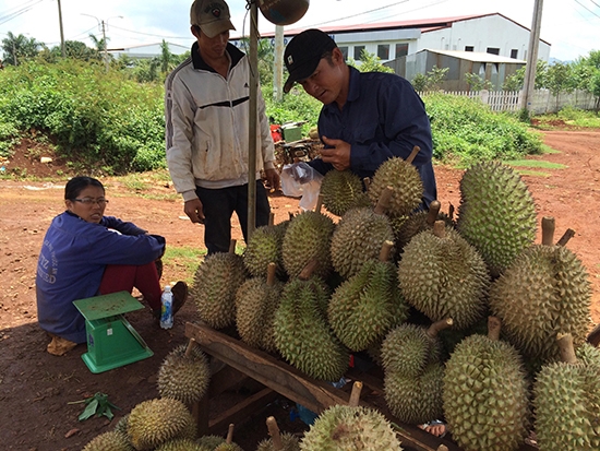 Sầu riêng trồng tại huyện Krông Pắc đang được tập kết để đưa đi tiêu thụ