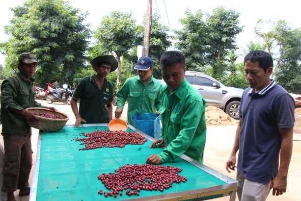 Sản xuất cà phê chất lượng cao tại xã Ea Kao, TP. Buôn Ma Thuột. 