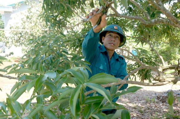 Anh Trần Văn Đoàn cắt tỉa cành cây ăn trái.   