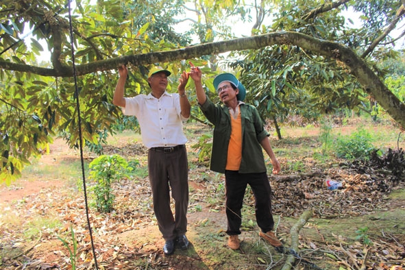 Ông Bùi Văn Ân (bên phải) chia sẻ về cách chăm sóc cây sầu riêng với người dân.  