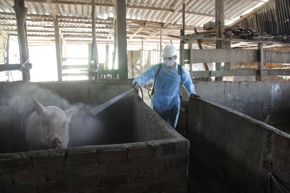 Cán bộ thú y thị trấn Ea Pốk phun hóa chất tiêu độc khử trùng, theo dõi tình hình đàn heo tại các hộ  chăn nuôi.  