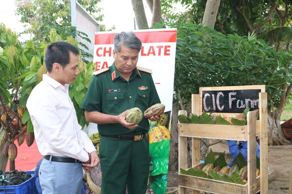 Thiếu tướng Đoàn Kiểu, Phó Tư lệnh Quân khu 5 kiểm tra chất lượng ca cao sau thu hoạch của Công ty CIC. 