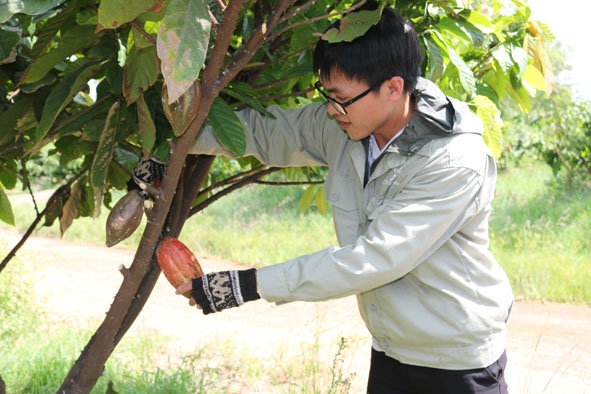Kỹ sư nông nghiệp Công ty CIC kiểm tra vườn cây.