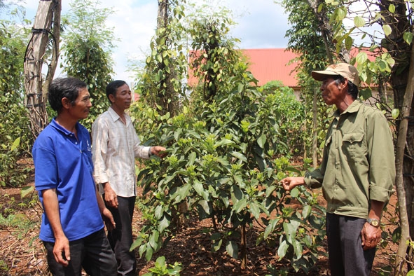 Hội viên nông dân xã Cư Né, huyện Krông Búk chia sẻ kinh nghiệm sản xuất. 
