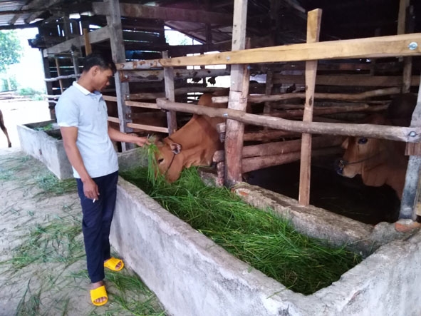 Anh Trung chăm sóc đàn bò của gia đình.  