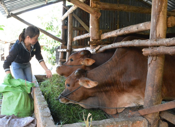 Một người dân ở xã Hòa Sơn (huyện Krông Bông) vay vốn chính sách để phát triển chăn nuôi bò. 
