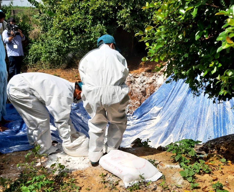 Lực lượng chức năng tiêu hủy số lợn bị dịch tả Châu Phi ở thôn 4, xã Yang Reh.