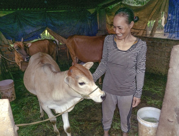 Chị H' Jan Apuôl (buôn Kla) chăm sóc con bò từ cặp giống được hỗ trợ.