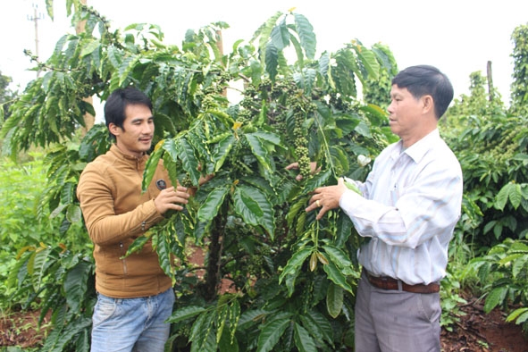 Ông Nguyễn Văn Phúc (bên phải), Chủ tịch Hội Nông dân xã Ea Sin chia sẻ kinh nghiệm phát triển kinh tế với người dân.